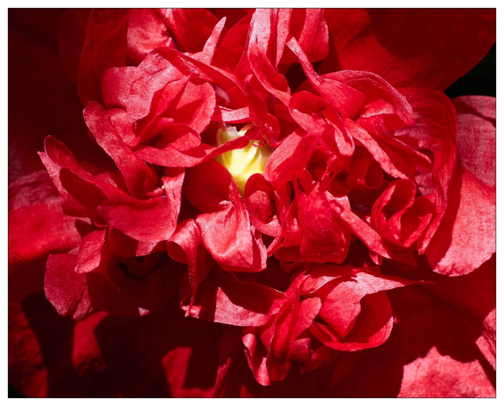 Close up of a red poppy flower, many petals twisting upon one another