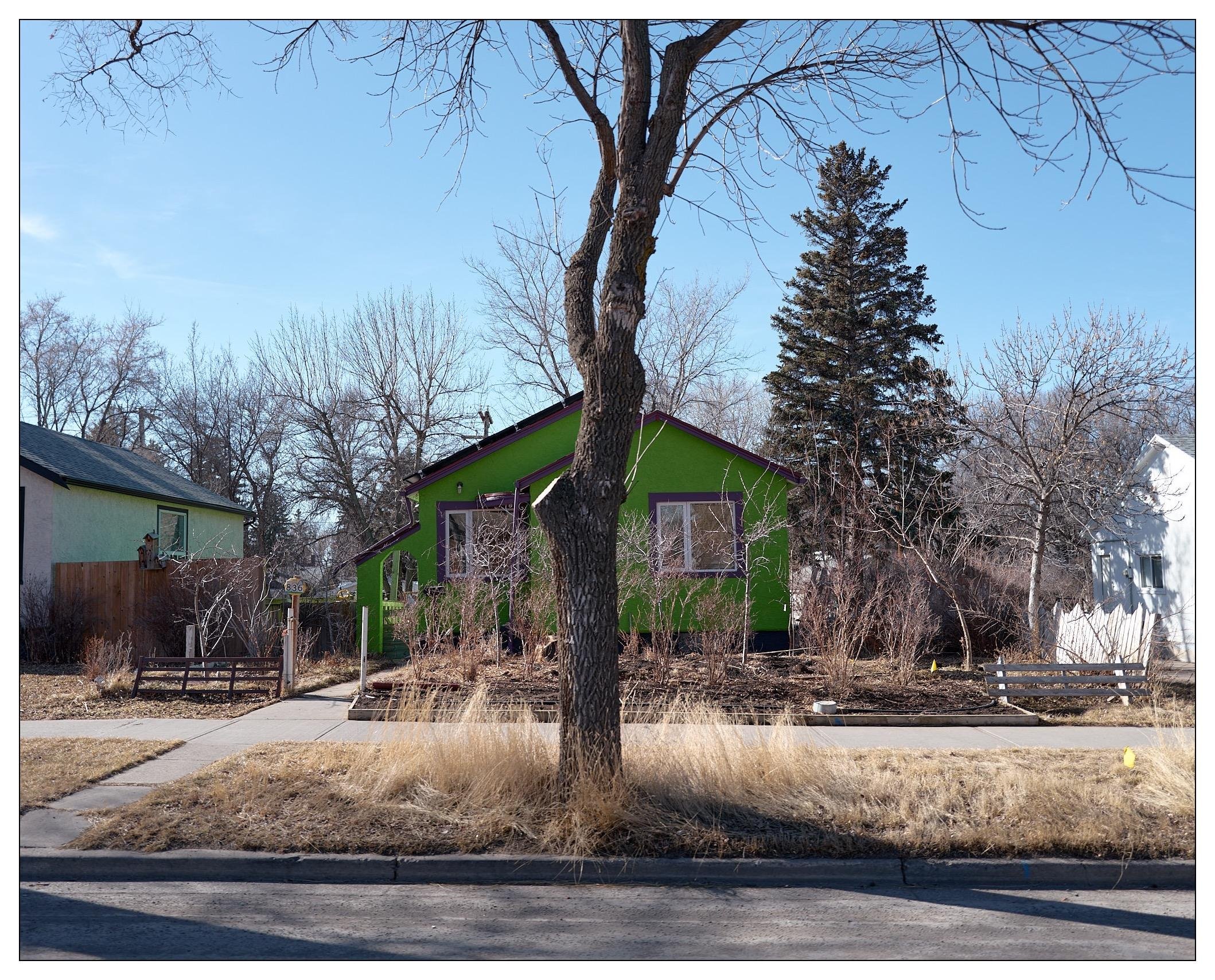 A residential street scene during what appears to be the winter or early spring, given the lack of leaves on the trees. The central focus is a green house with purple trim on the windows and door. A sidewalk runs along the front of the house, and there's a wooden fence partially visible. Three main trees can be observed in the yard, and there are grasses or dry plants in the front yard that look untrimmed, possibly due to the season. The neighboring houses are less brightly colored, with one being a muted green and another in white. The sky is clear and blue.