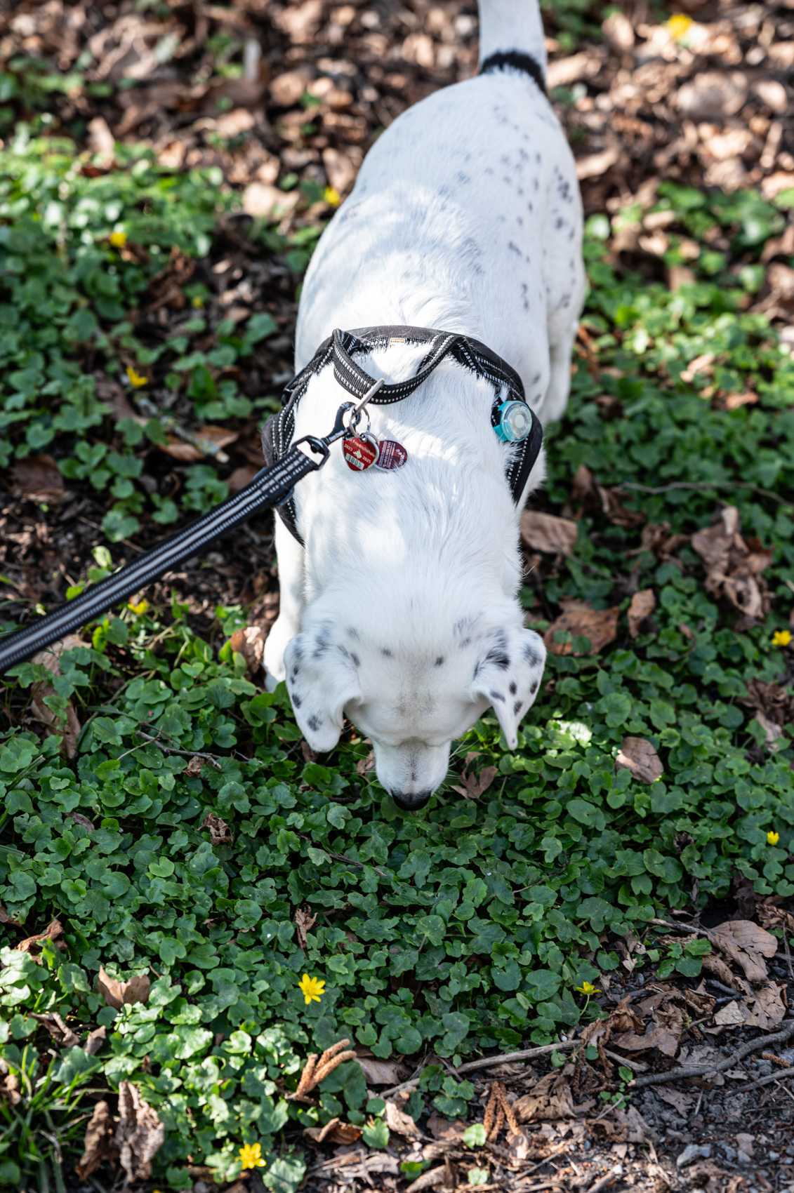  Unser Hund im Schnüffelmodus 