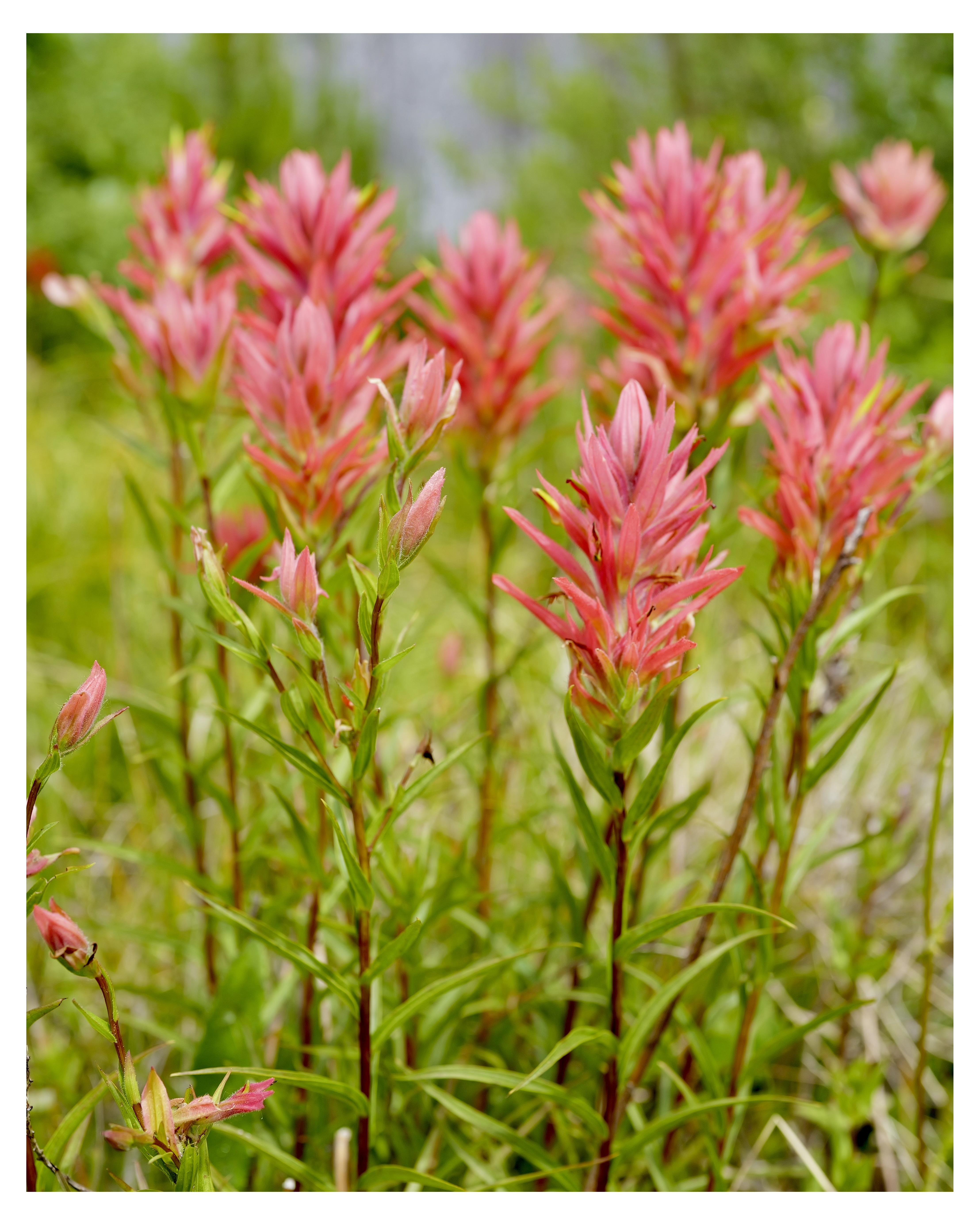 Cluster of Indian paintbrush flowers, featuring elongated clusters of bright pink-red petals interspersed with green, narrow leaves, in a natural setting with a softly blurred green and brown background.