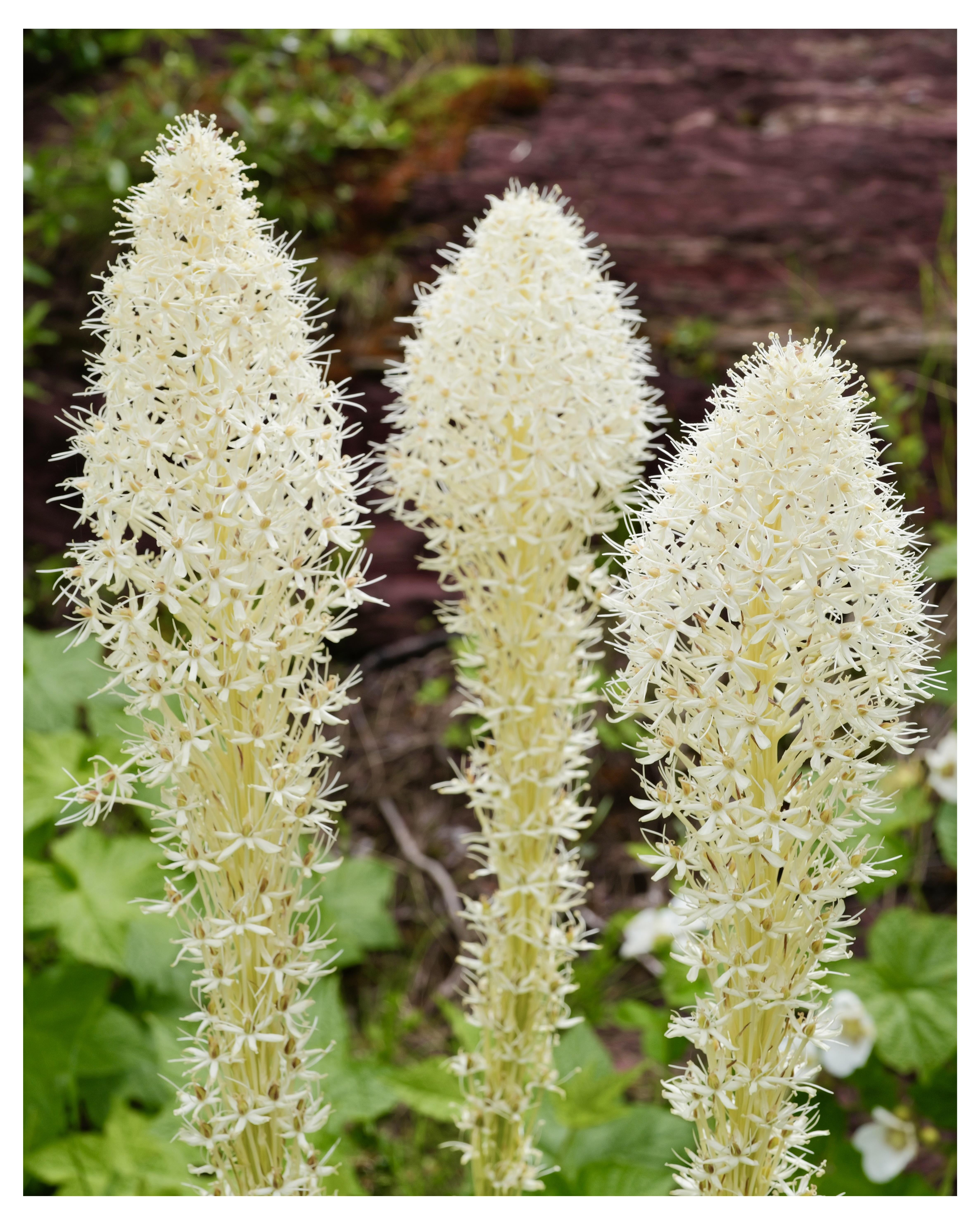 Three tall bear grass flowers with dense clusters of white star-shaped blossoms stand in focus against a blurred background of green foliage and a red-brown rocky surface.