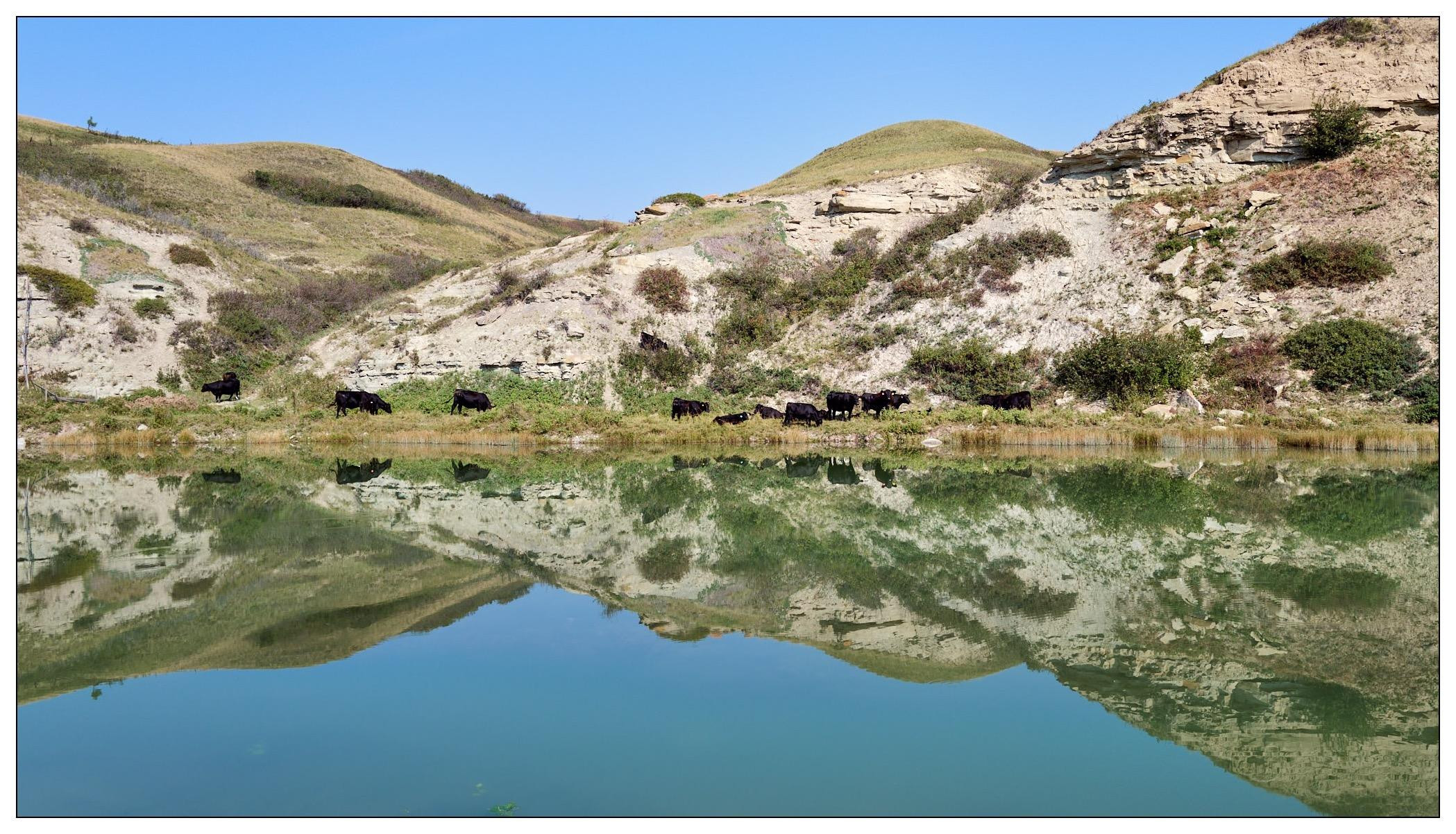 Cows grazing on the grassy bank of a calm pond, with reflections of the sloping hills and a clear sky visible in the water.