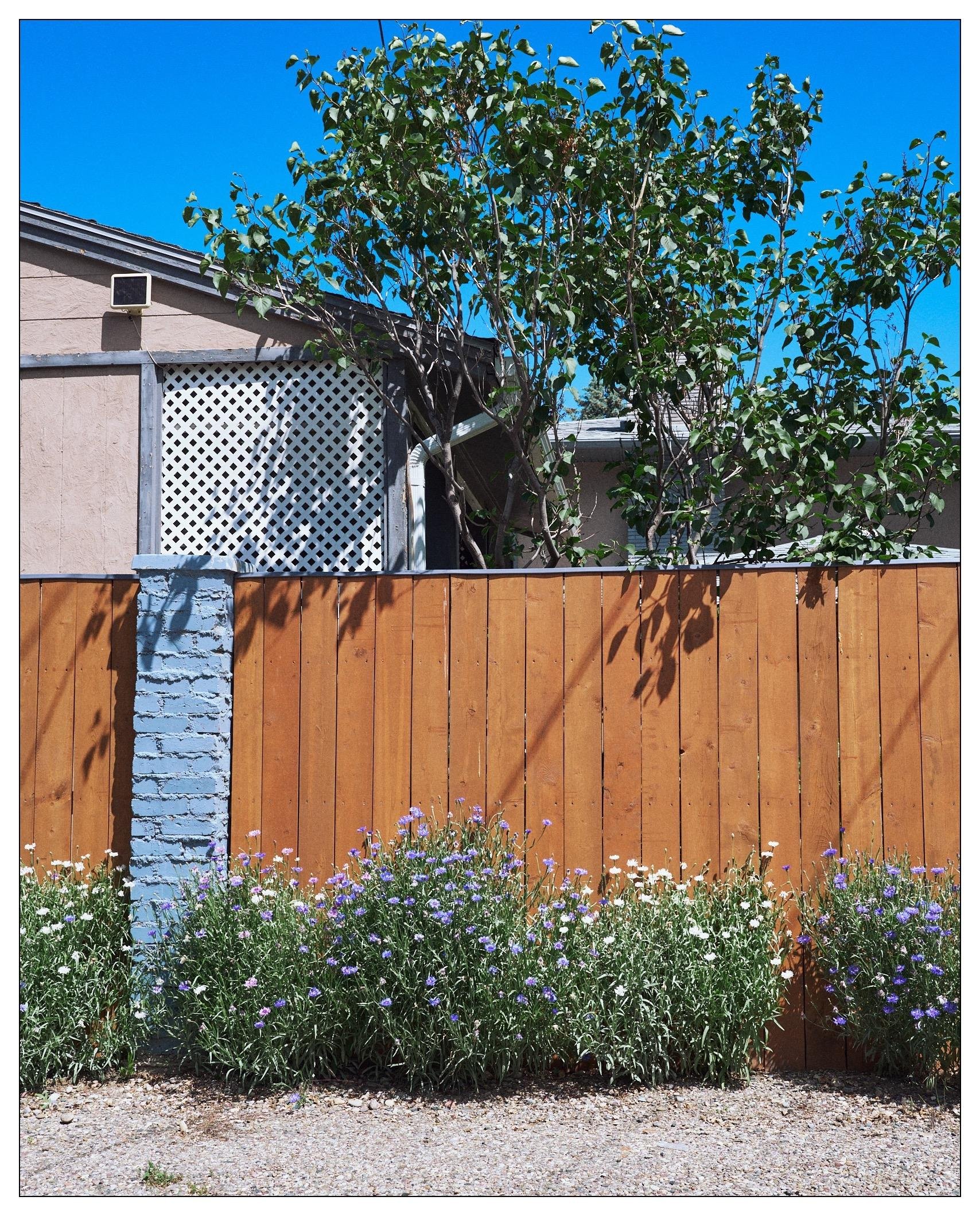 Long shot.   Alleyway, grey painted brick pillar and wooden vertical fencing.   A shed and a leafy tree pole over the top of the fence.  There are low bushes of white and blue/purple flowers against the foot of the fence in the alley.
