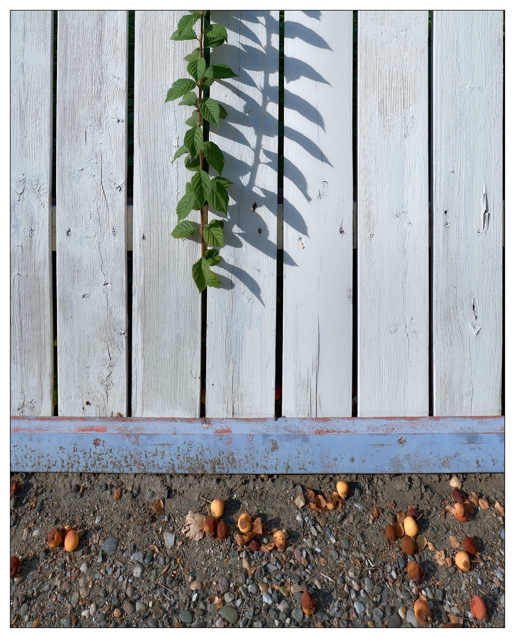 Vertical wooden fence painted white with visible weathering and a series of parallel shadows cast by a green vine climbing up one side. The base of the fence has a blue metal strip with rust spots above a gravel surface scattered with small brown acorns and dry leaves.