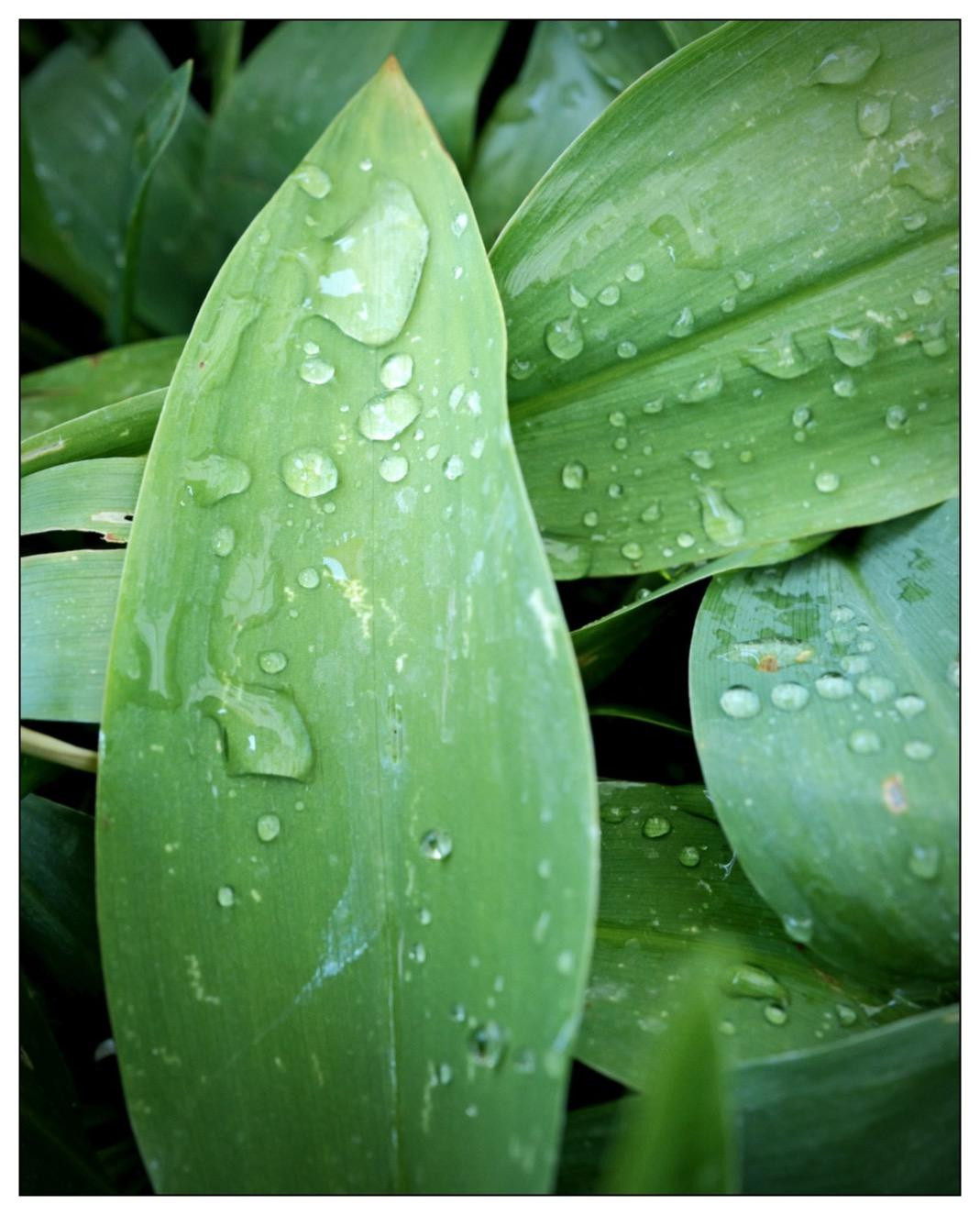 Green leaves close-up with water droplets on the surface, set against a backdrop of multiple overlapping leaves. The prominent leaf in the foreground features a pointed tip and visible veins, while the water droplets vary in size and are scattered mainly along the central vein. The leaves display a gradient of green shades, with a glossy texture highlighted by the water.