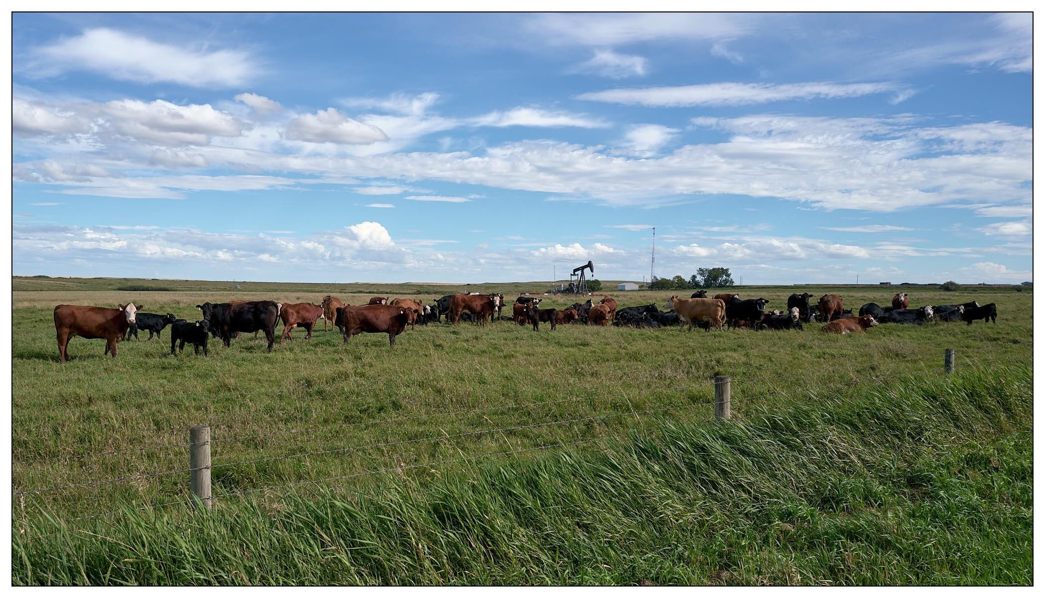 A herd of cattle grazing in a lush, green pasture under a clear sky with scattered clouds. The scene includes various colored cows, mostly reddish-brown and black, spread across the field. In the background, there is an oil pump jack visible, juxtaposing rural farming with industrial elements. The foreground shows tall, green grass and a couple of fence posts, emphasizing the expanse of the pasture.