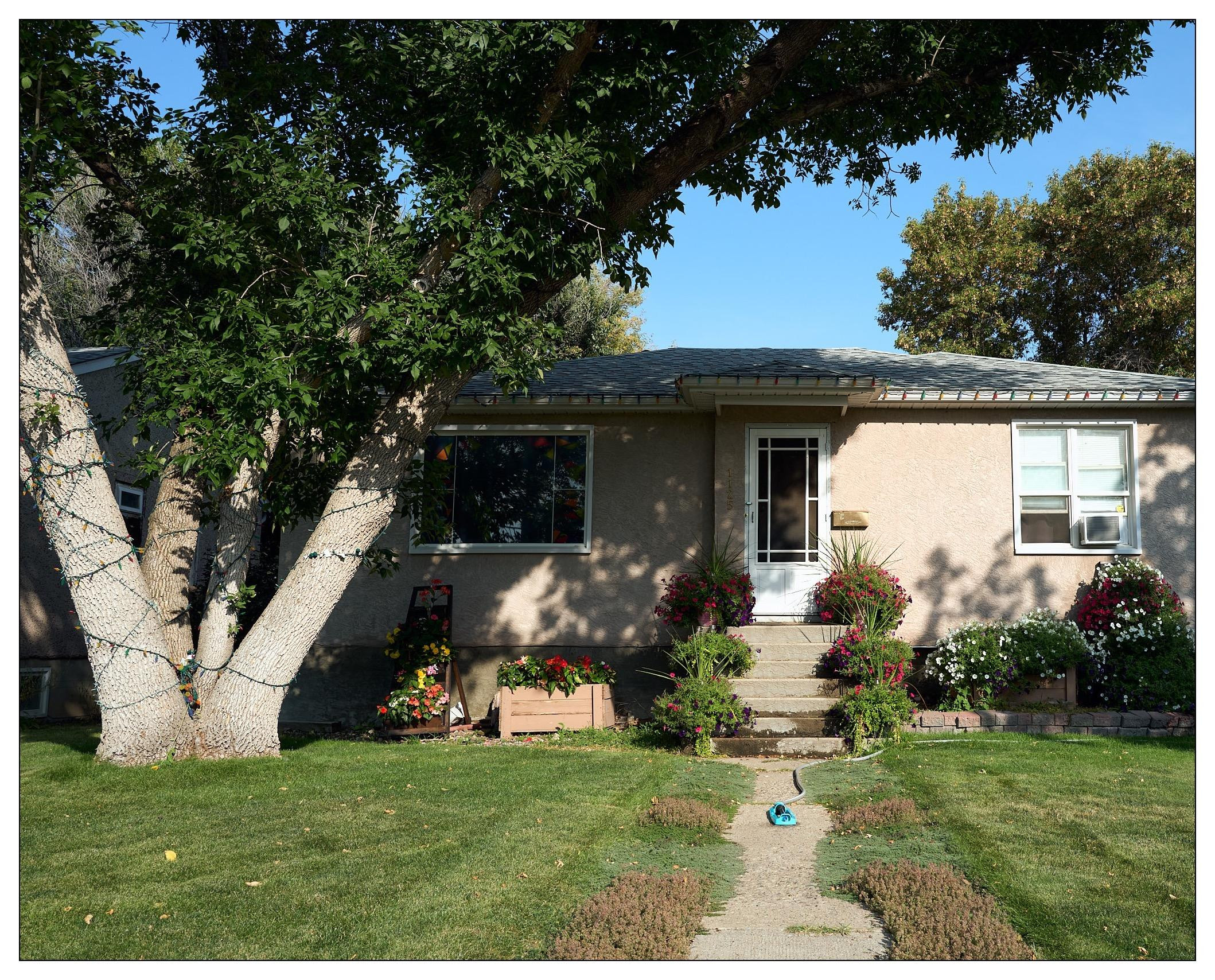 Beige one-story house, bungalow style, with a shingle roof, flanked by a large, multi-trunk tree on the left. The house features a single white-framed front door flanked by two windows with a set of concrete steps leading up to the door. There are flower beds filled with vibrant flowers and decorations in front of the house. A well-maintained lawn with a narrow pathway divides it, and a blue lawn sprinkler lies on the path.