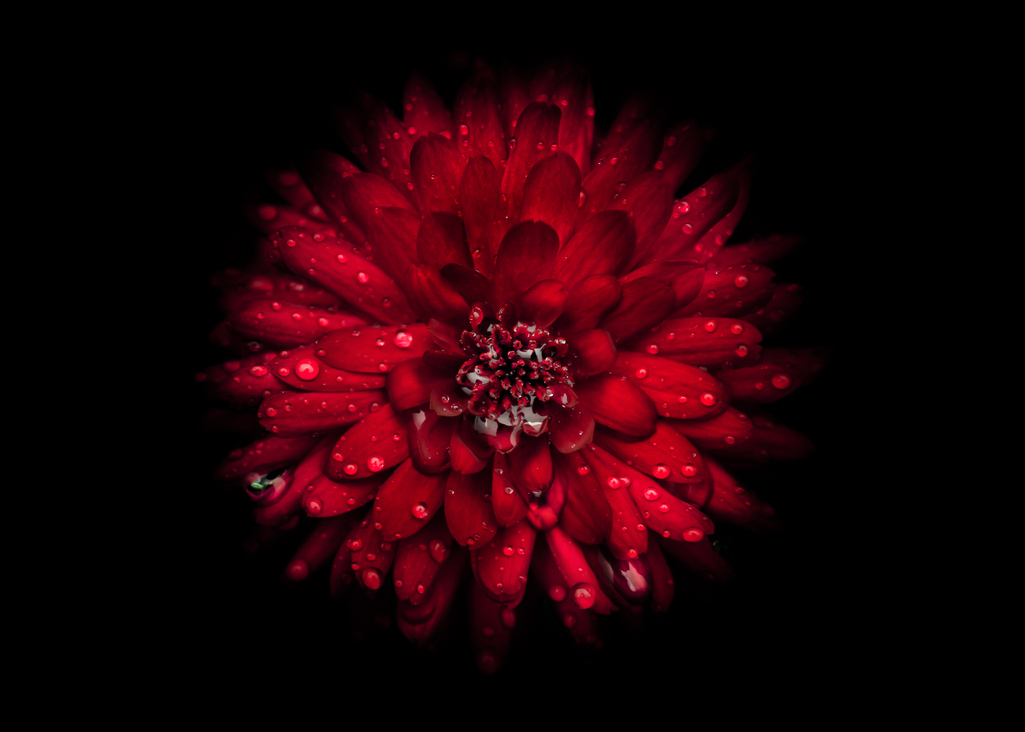 header profile
