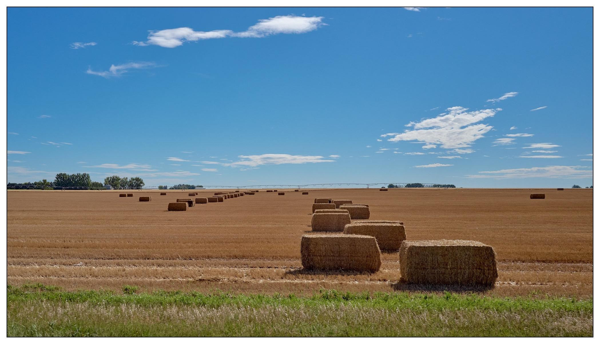 A rural landscape featuring a harvested field dotted with numerous large rectangular hay bales under a clear blue sky with sparse clouds. In the distance, a line of trees is visible along the horizon along with a pivot irrigation arm.
