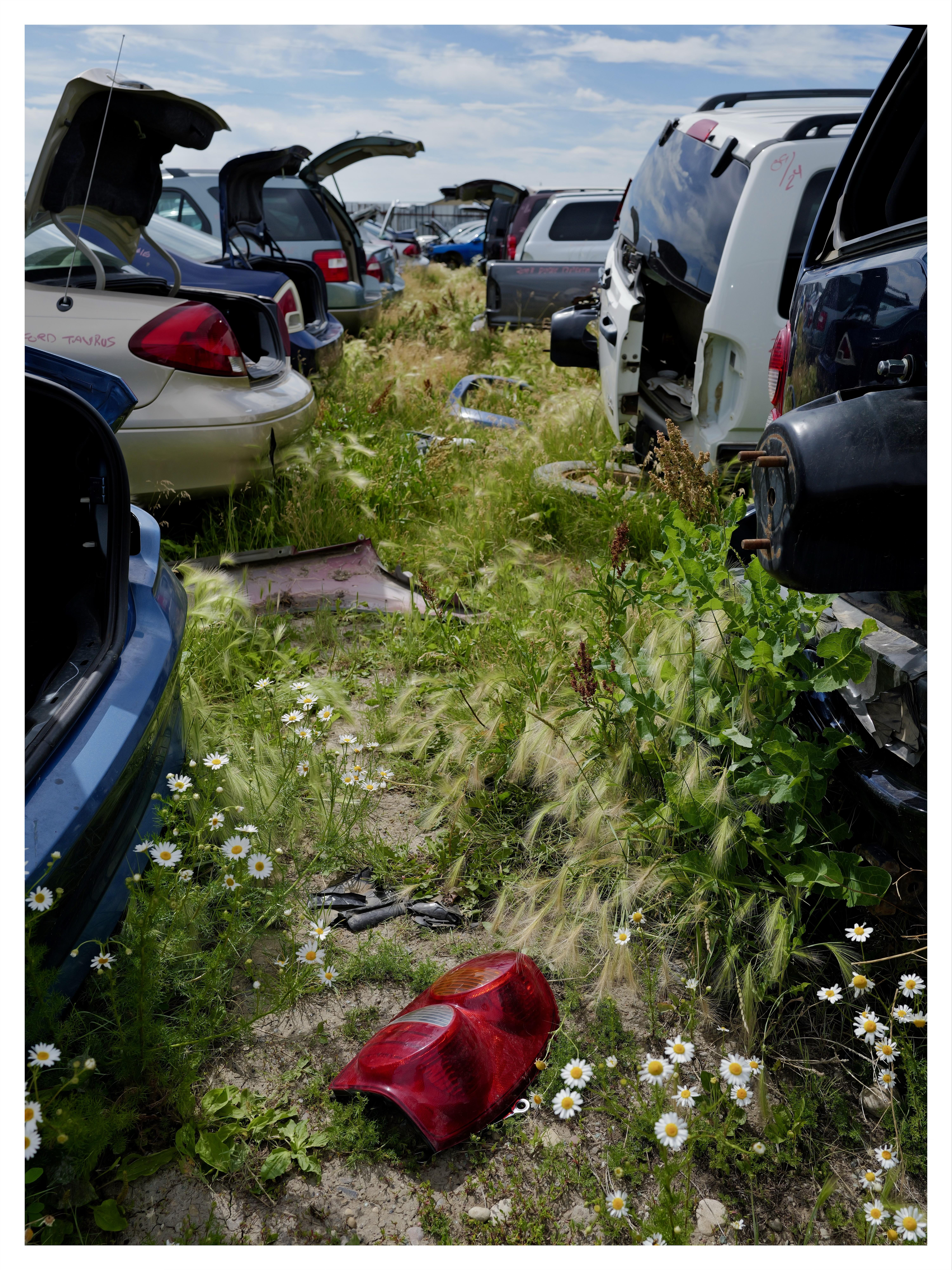 Open trunks and exposed interiors of various damaged cars arranged haphazardly in a field, with green grass and small white flowers growing around them. In the foreground, a bright red car taillight lies on the ground among the vegetation.