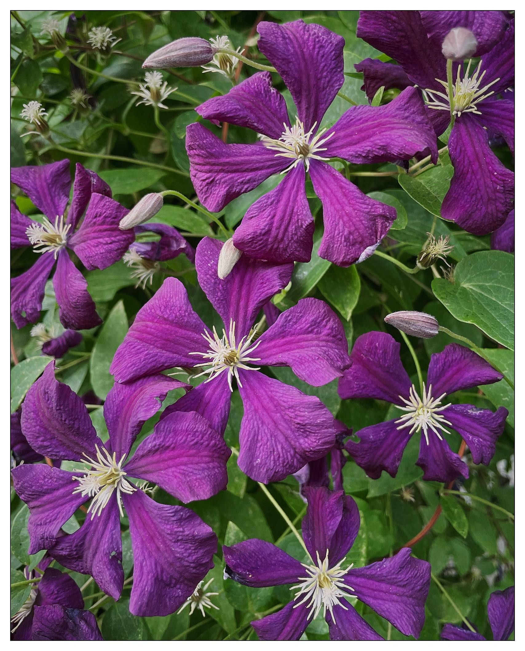Close-up of vibrant purple clematis flowers with textured petals and prominent white stamens, surrounded by buds and green leaves.